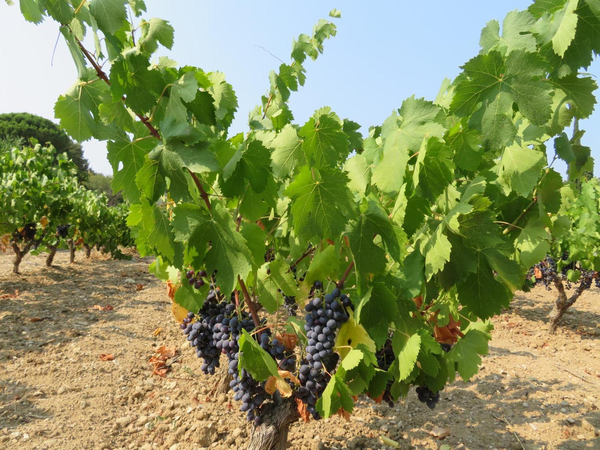 مبيت وإفطار لا كادير دازور Domaine De Claude المظهر الخارجي الصورة
